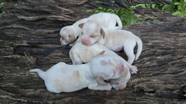 เปิดจอง Beagle บีเกิ้ล 2,000 บาท รูปที่ 4