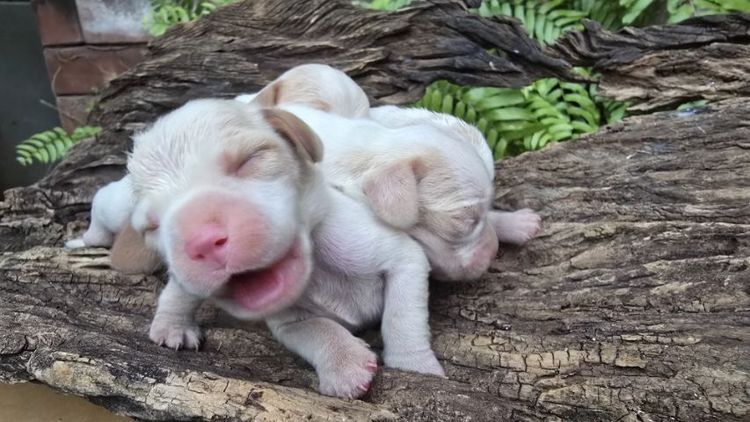 เปิดจอง Beagle บีเกิ้ล 2,000 บาท รูปที่ 2