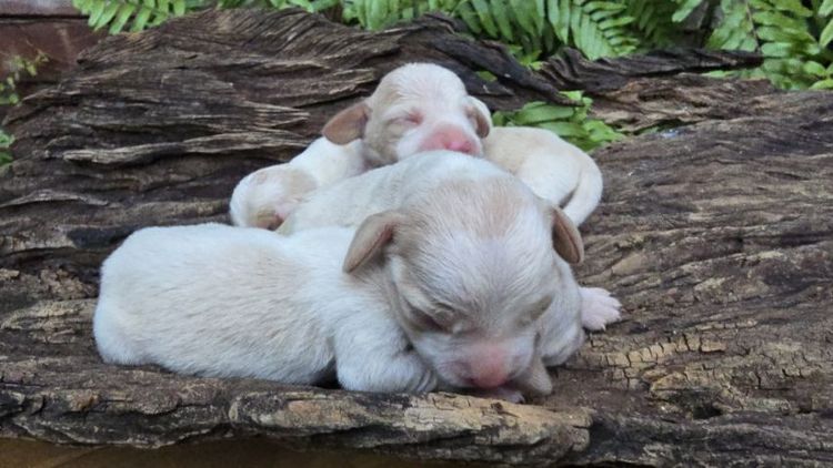 บีเกิล (Beagle) เล็ก เปิดจอง Beagle บีเกิ้ล 2,000 บาท