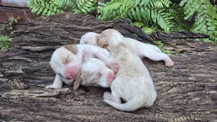 เปิดจอง Beagle บีเกิ้ล 2,000 บาท รูปที่ 3