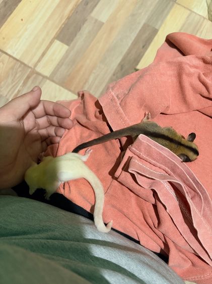 ชูก้าไกรเดอร์