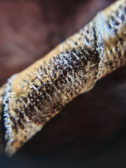 ตะกรุดเก่าๆ รูปที่ 9