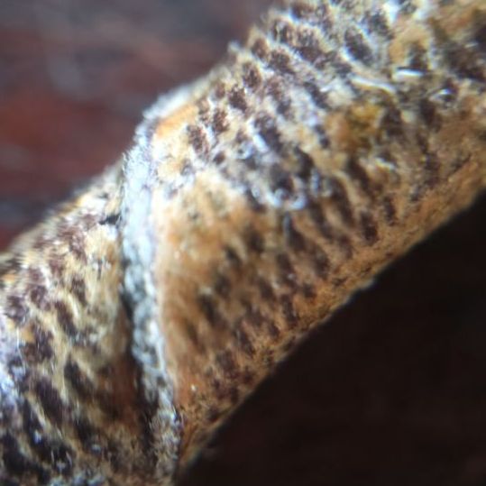 ตะกรุดเก่าๆ รูปที่ 7