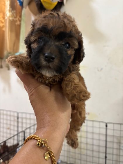 ขายลูกพุดเดิ้ล ทอยเพศเมีย รูปที่ 3