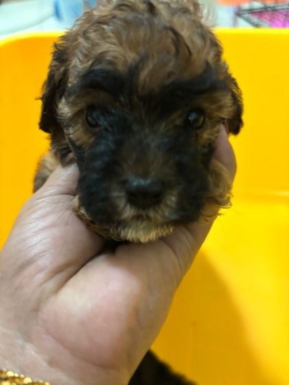 ขายลูกพุดเดิ้ล ทอยเพศเมีย รูปที่ 4