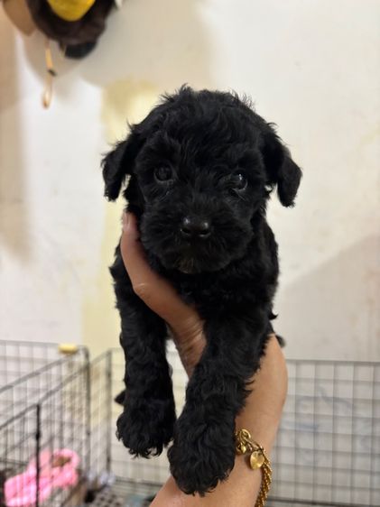 ขายลูกพุดเดิ้ล ทอยเพศเมีย รูปที่ 7