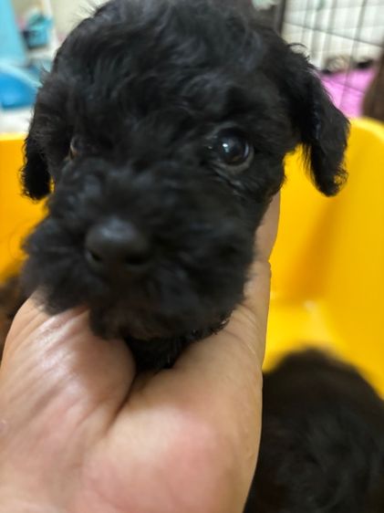 ขายลูกพุดเดิ้ล ทอยเพศเมีย รูปที่ 13