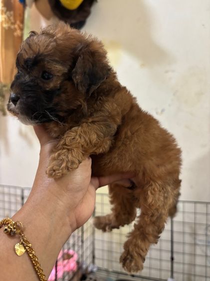 ขายลูกพุดเดิ้ล ทอยเพศเมีย รูปที่ 8