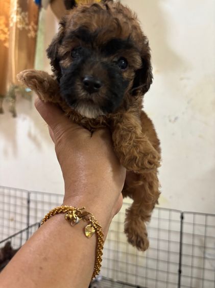 ขายลูกพุดเดิ้ล ทอยเพศเมีย รูปที่ 9