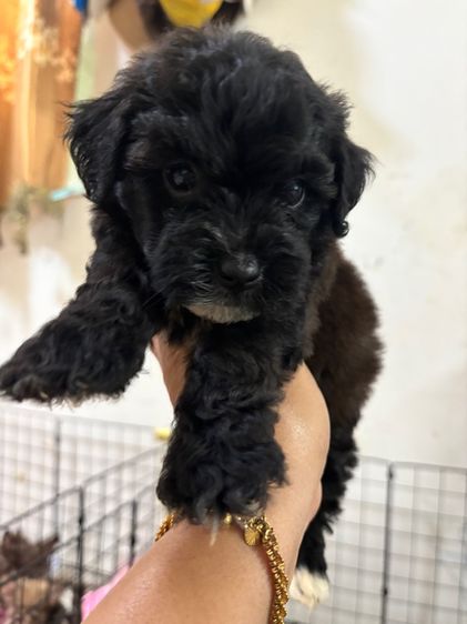 ขายลูกพุดเดิ้ล ทอยเพศเมีย รูปที่ 6