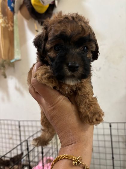 ขายลูกพุดเดิ้ล ทอยเพศเมีย รูปที่ 11