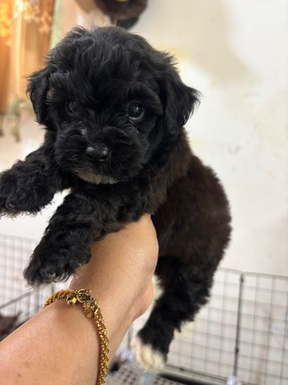 ขายลูกพุดเดิ้ล ทอยเพศเมีย รูปที่ 12