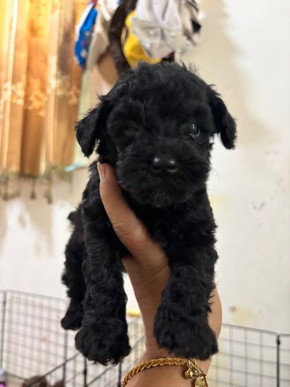 ขายลูกพุดเดิ้ล ทอยเพศเมีย รูปที่ 14