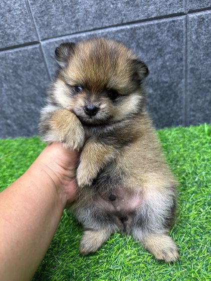 ปอม เด็กชาย รูปที่ 2