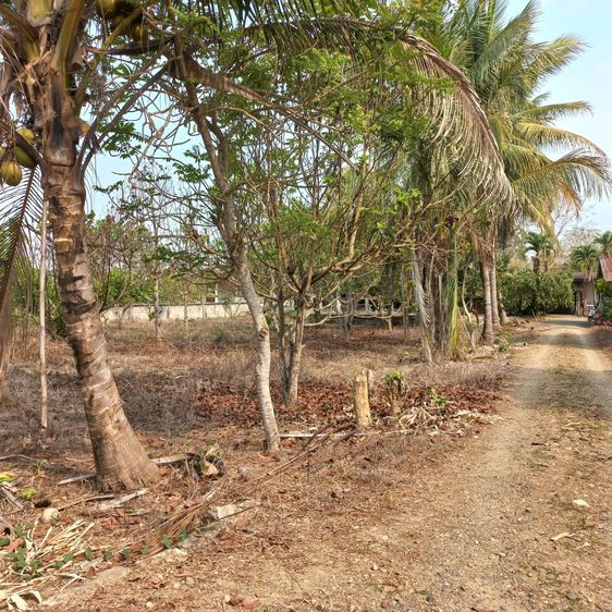 บ้านและสวน รูปที่ 4