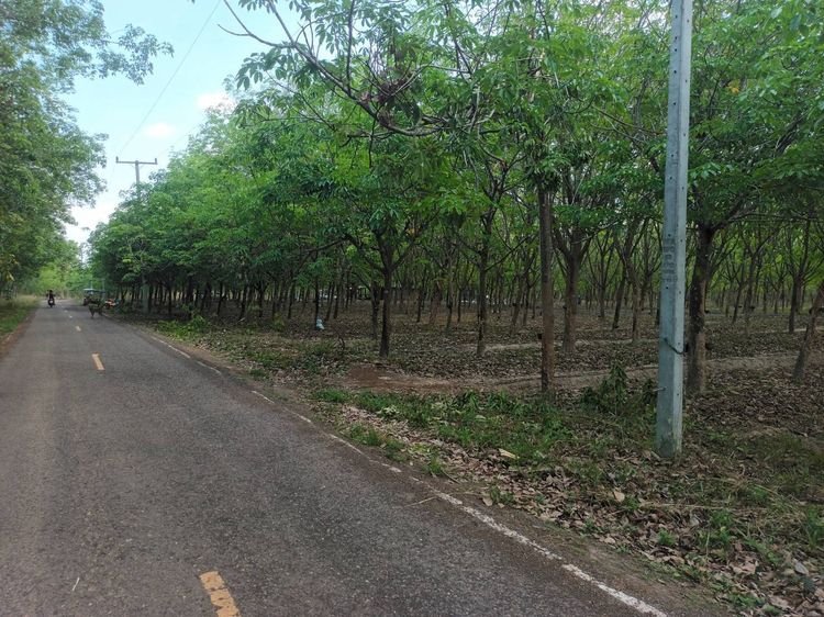 ขายที่ดิน บ้านดุง  34 ไร่ รูปที่ 3