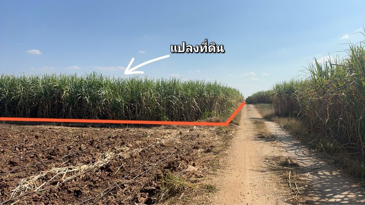 ขายที่ดิน 79 ไร่ ใกล้โรงโม่หิน อ.เอราวัณ จ.เลย รูปที่ 4