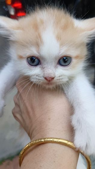 สก็อตติช โฟลด์ (Scottish Fold) สก็อตติชหน้าหวาน เพศเมีย