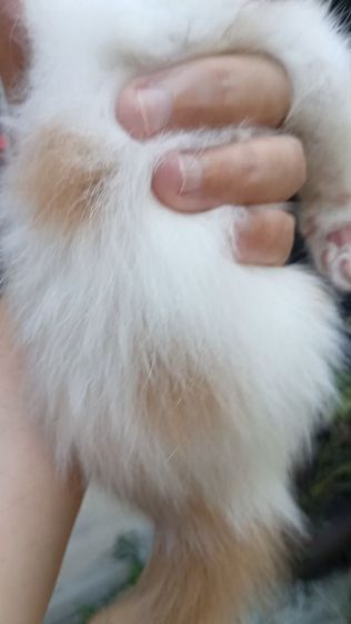 สก็อตติชหน้าหวาน เพศเมีย รูปที่ 6