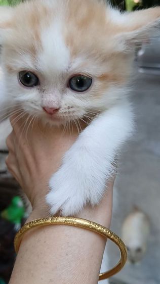 สก็อตติชหน้าหวาน เพศเมีย รูปที่ 7