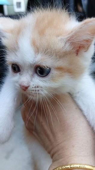 สก็อตติชหน้าหวาน เพศเมีย รูปที่ 5