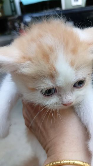 สก็อตติชหน้าหวาน เพศเมีย รูปที่ 2