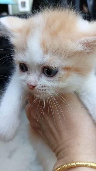 สก็อตติชหน้าหวาน เพศเมีย รูปที่ 3