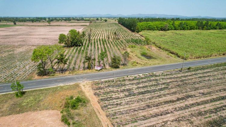 ใช่ ขายที่ดิน 47 ไร่  เหมาะทำโซล่าฟาร์ม รูปที่ 2