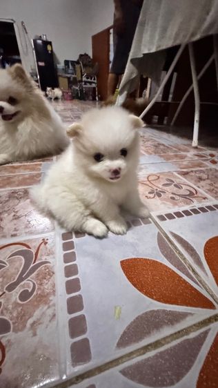 ปอมเมอเรเนียน รูปที่ 2