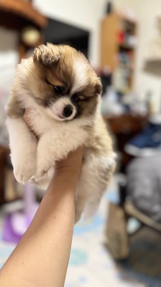 ปอมเมอเรเนียน รูปที่ 5