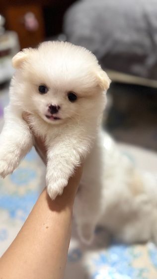 ปอมเมอเรเนียน รูปที่ 6