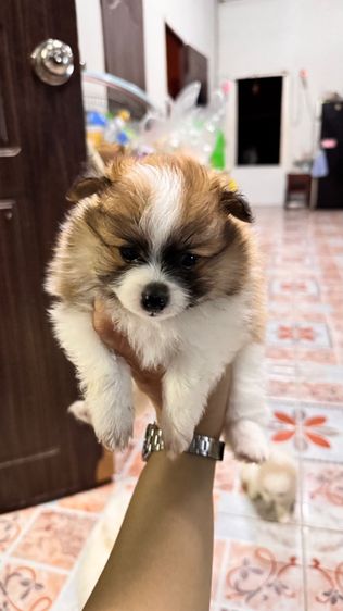 ปอมเมอเรเนียน รูปที่ 3