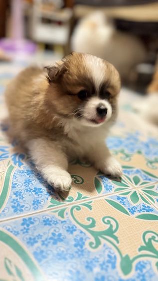 ปอมเมอเรเนียน รูปที่ 4