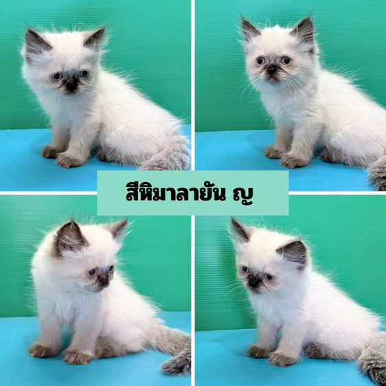 (เปิดจอง) หาบ้านให้เจ้าก้อน เด็ก ๆ เปอร์เซียแท้ฟอร์มสวยขนแน่นฟู พร้อมแจกความสดใส รูปที่ 2