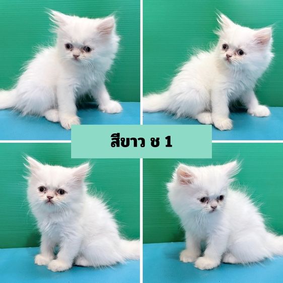 (เปิดจอง) หาบ้านให้เจ้าก้อน เด็ก ๆ เปอร์เซียแท้ฟอร์มสวยขนแน่นฟู พร้อมแจกความสดใส รูปที่ 5