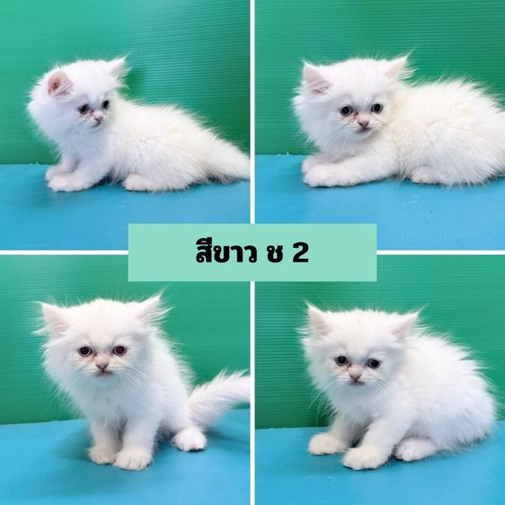 (เปิดจอง) หาบ้านให้เจ้าก้อน เด็ก ๆ เปอร์เซียแท้ฟอร์มสวยขนแน่นฟู พร้อมแจกความสดใส รูปที่ 6