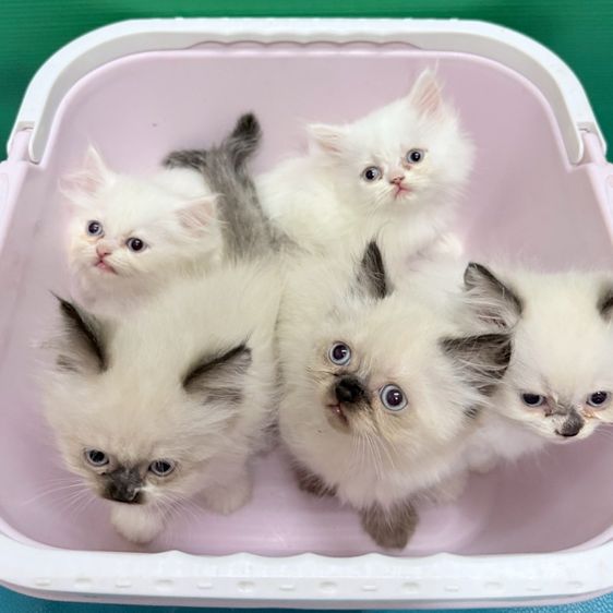 (เปิดจอง) หาบ้านให้เจ้าก้อน เด็ก ๆ เปอร์เซียแท้ฟอร์มสวยขนแน่นฟู พร้อมแจกความสดใส