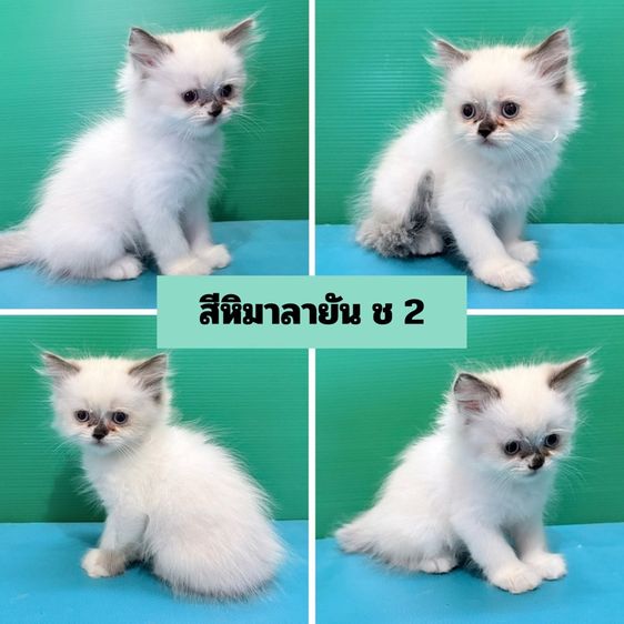 (เปิดจอง) หาบ้านให้เจ้าก้อน เด็ก ๆ เปอร์เซียแท้ฟอร์มสวยขนแน่นฟู พร้อมแจกความสดใส รูปที่ 4