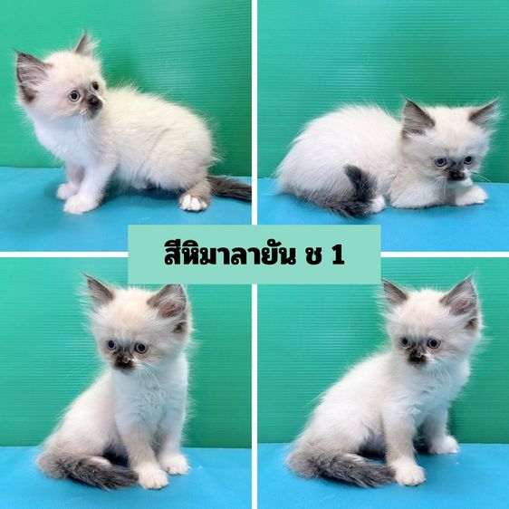 (เปิดจอง) หาบ้านให้เจ้าก้อน เด็ก ๆ เปอร์เซียแท้ฟอร์มสวยขนแน่นฟู พร้อมแจกความสดใส รูปที่ 3