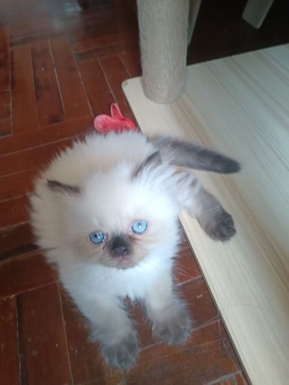 แมวหิมาลายัน B.01เพศผู้ รูปที่ 3