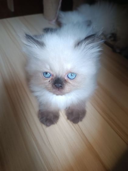 แมวหิมาลายัน B.01เพศผู้ รูปที่ 2