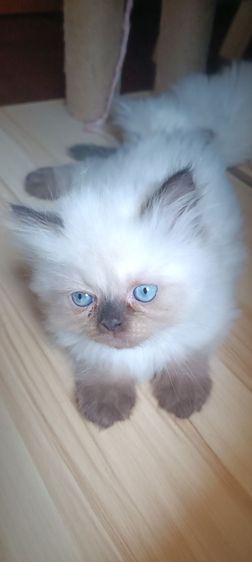 แมวหิมาลายัน B.01เพศผู้