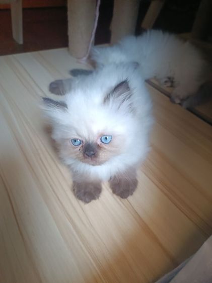 แมวหิมาลายัน B.01เพศผู้ รูปที่ 5