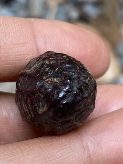 หมากทุยหลวงปู่เอี่ยม รูปที่ 3