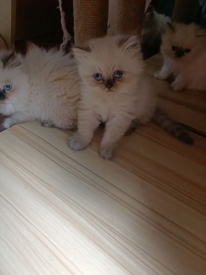 แมวหิมาลายันB.02เพศผู้ รูปที่ 10