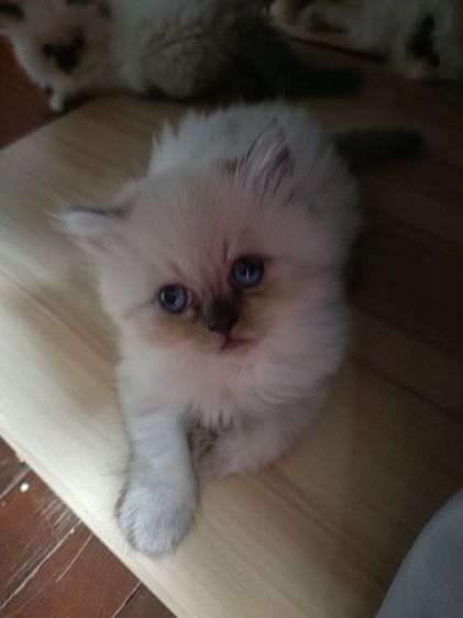 แมวหิมาลายันB.02เพศผู้ รูปที่ 8