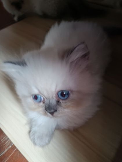 แมวหิมาลายันB.02เพศผู้ รูปที่ 3