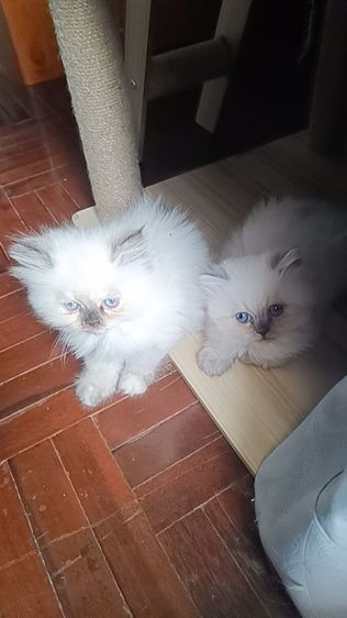 แมวหิมาลายันB.02เพศผู้ รูปที่ 11