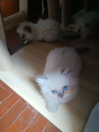 แมวหิมาลายันB.02เพศผู้ รูปที่ 6