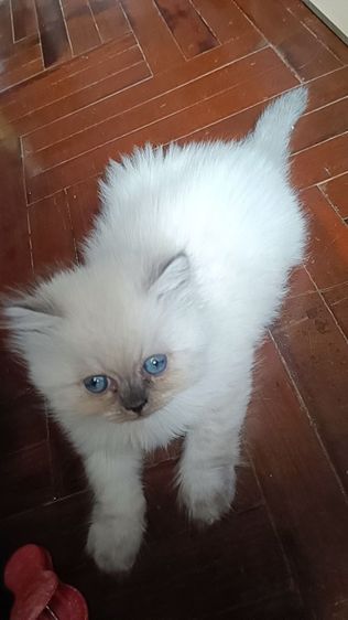 แมวหิมาลายันB.02เพศผู้ รูปที่ 2